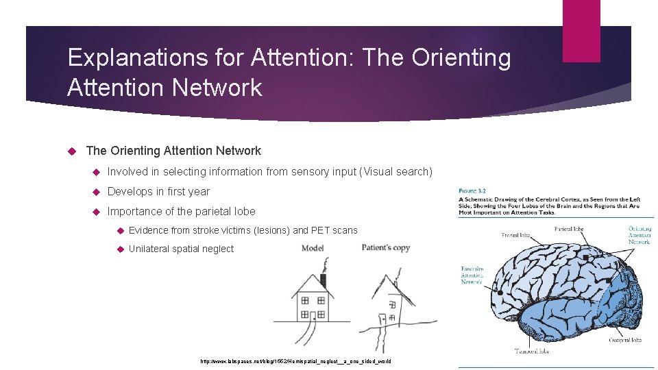 Explanations for Attention: The Orienting Attention Network Involved in selecting information from sensory input
