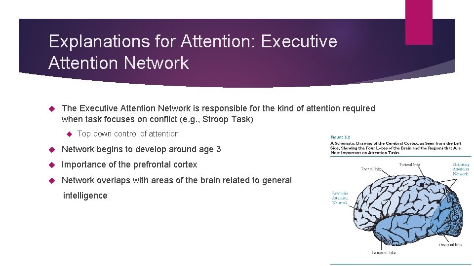 Explanations for Attention: Executive Attention Network The Executive Attention Network is responsible for the