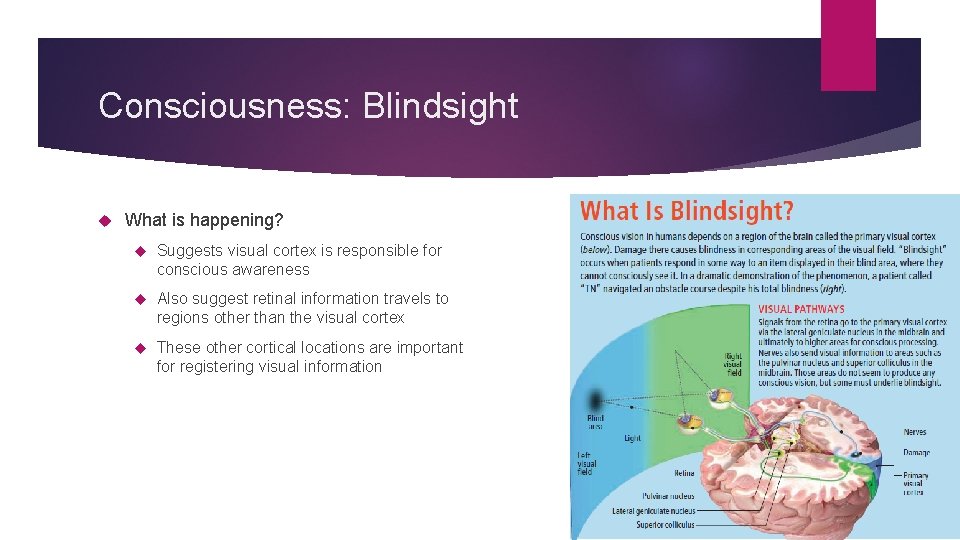 Consciousness: Blindsight What is happening? Suggests visual cortex is responsible for conscious awareness Also