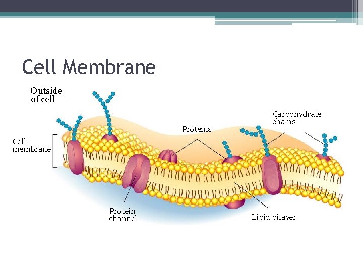 Cell Membrane Outside of cell Proteins Carbohydrate chains Cell membrane Protein channel Lipid bilayer