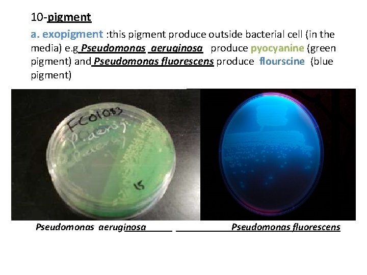 10 -pigment a. exopigment : this pigment produce outside bacterial cell (in the media)