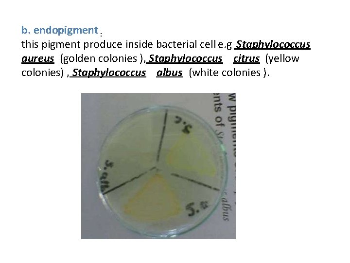 b. endopigment : this pigment produce inside bacterial cell e. g Staphylococcus aureus (golden