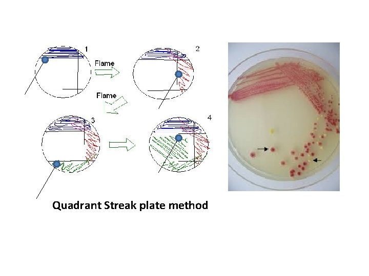 Quadrant Streak plate method 