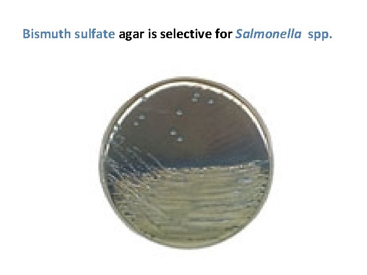 Bismuth sulfate agar is selective for Salmonella spp. 