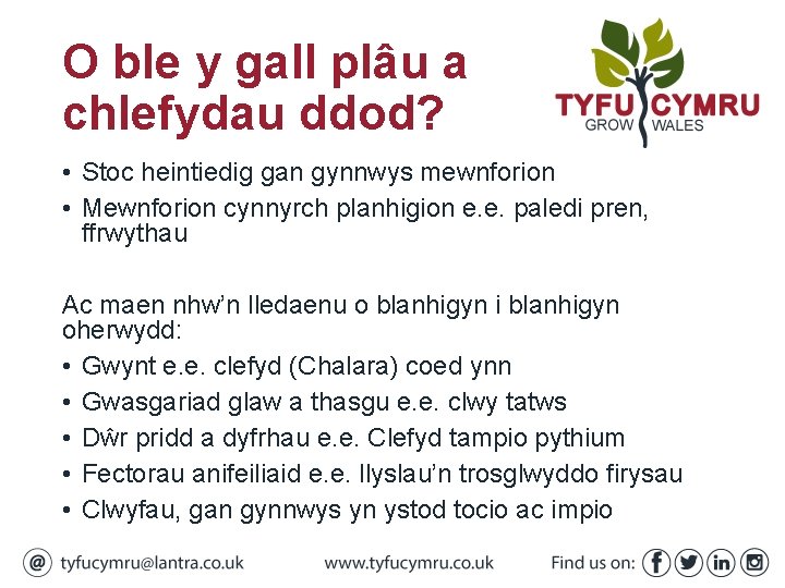 O ble y gall plâu a chlefydau ddod? • Stoc heintiedig gan gynnwys mewnforion