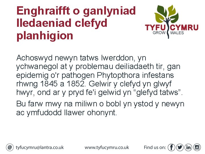 Enghraifft o ganlyniad lledaeniad clefyd planhigion Achoswyd newyn tatws Iwerddon, yn ychwanegol at y