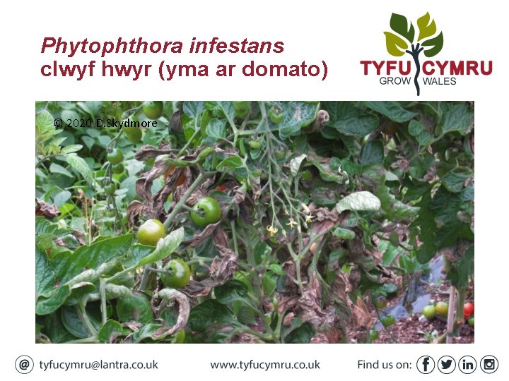 Phytophthora infestans clwyf hwyr (yma ar domato) © 2020 D. Skydmore 