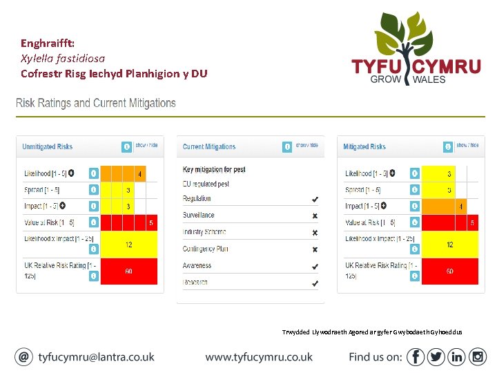 Enghraifft: Xylella fastidiosa Cofrestr Risg Iechyd Planhigion y DU Trwydded Llywodraeth Agored ar gyfer