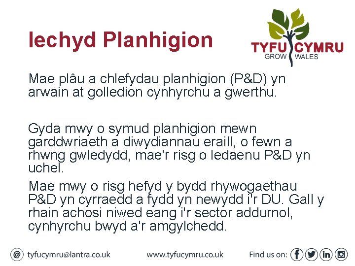 Iechyd Planhigion Mae plâu a chlefydau planhigion (P&D) yn arwain at golledion cynhyrchu a