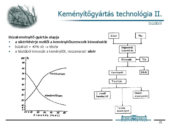 Keményítőgyártás technológia II. búzából Búzakeményítő gyártás alapja § a sikérfehérje mellől a keményítőszemcsék kimoshatók