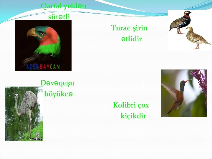 Qartal yeldən sürətli Turac şirin ətlidir Dəvəquşu böyükcə Kolibri çox kiçikdir 