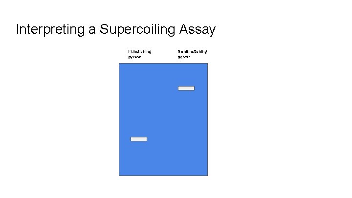 Interpreting a Supercoiling Assay Functioning gyrase Nonfunctioning gyrase 