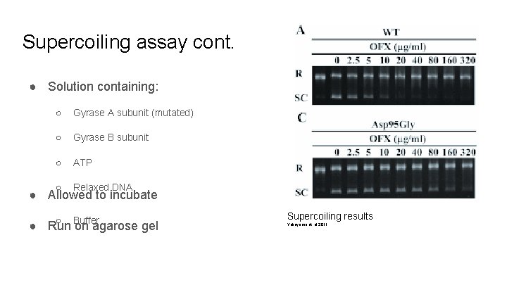 Supercoiling assay cont. ● Solution containing: ○ Gyrase A subunit (mutated) ○ Gyrase B