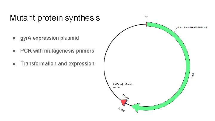 Mutant protein synthesis ● gyr. A expression plasmid ● PCR with mutagenesis primers ●
