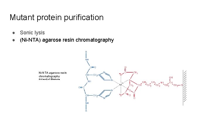 Mutant protein purification ● Sonic lysis ● (Ni-NTA) agarose resin chromatography Ni-NTA agarose resin