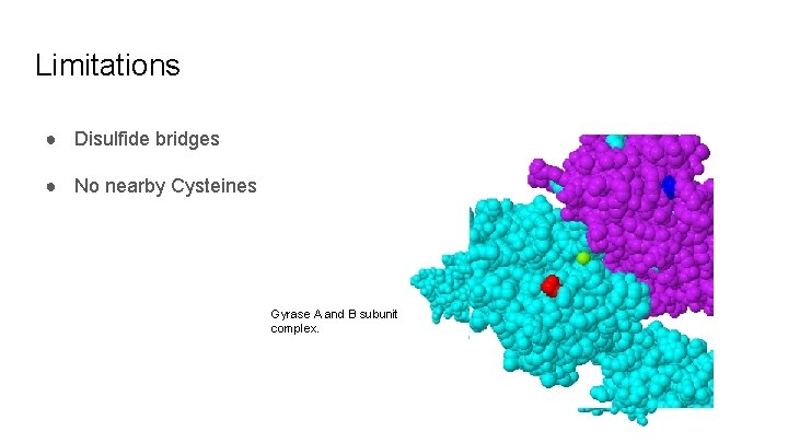 Limitations ● Disulfide bridges ● No nearby Cysteines Gyrase A and B subunit complex.