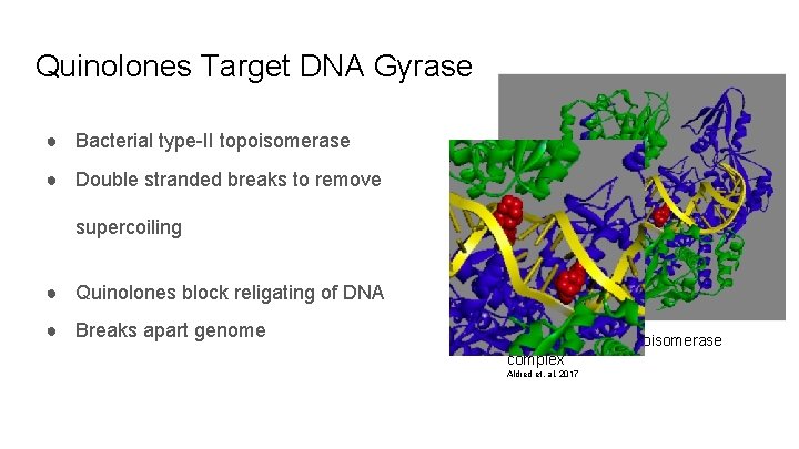 Quinolones Target DNA Gyrase ● Bacterial type-II topoisomerase ● Double stranded breaks to remove