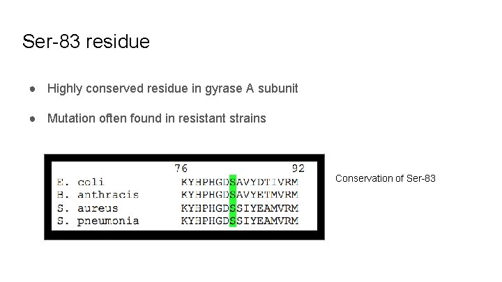 Ser-83 residue ● Highly conserved residue in gyrase A subunit ● Mutation often found