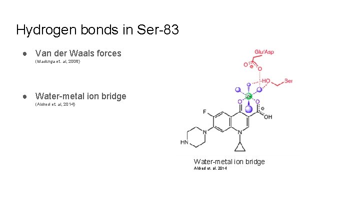 Hydrogen bonds in Ser-83 ● Van der Waals forces (Madurga et. al, 2008) ●
