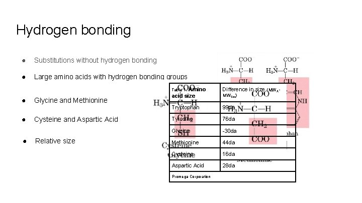 Hydrogen bonding ● Substitutions without hydrogen bonding Amino acid ● Large amino acids with