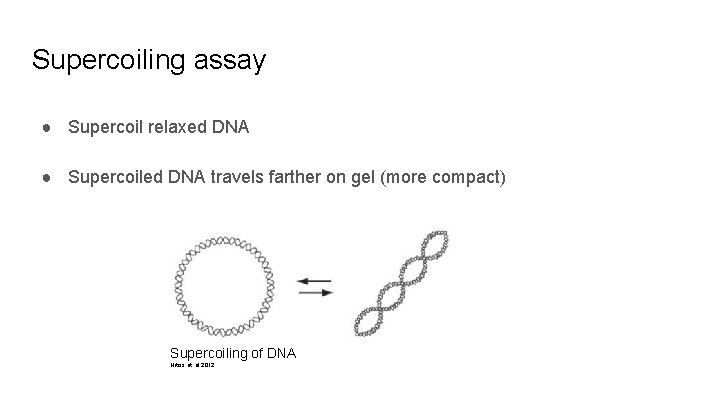 Supercoiling assay ● Supercoil relaxed DNA ● Supercoiled DNA travels farther on gel (more