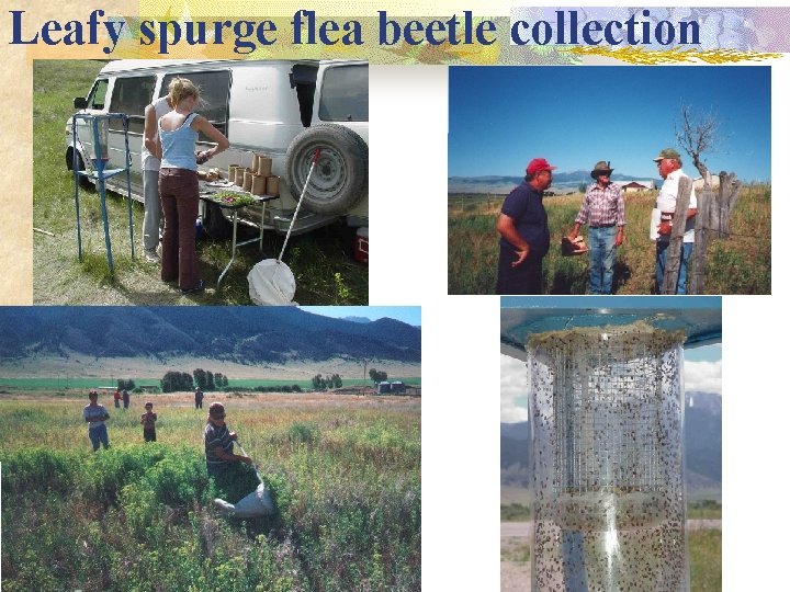Leafy spurge flea beetle collection 