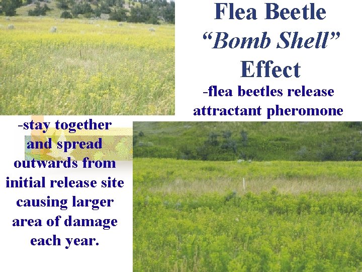 Flea Beetle “Bomb Shell” Effect -stay together and spread outwards from initial release site