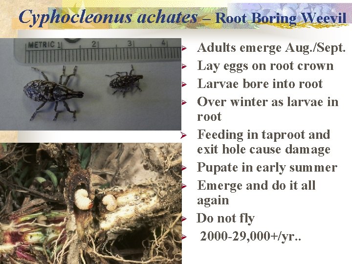 Cyphocleonus achates – Root Boring Weevil Ø Ø Ø Ø Ø Adults emerge Aug.