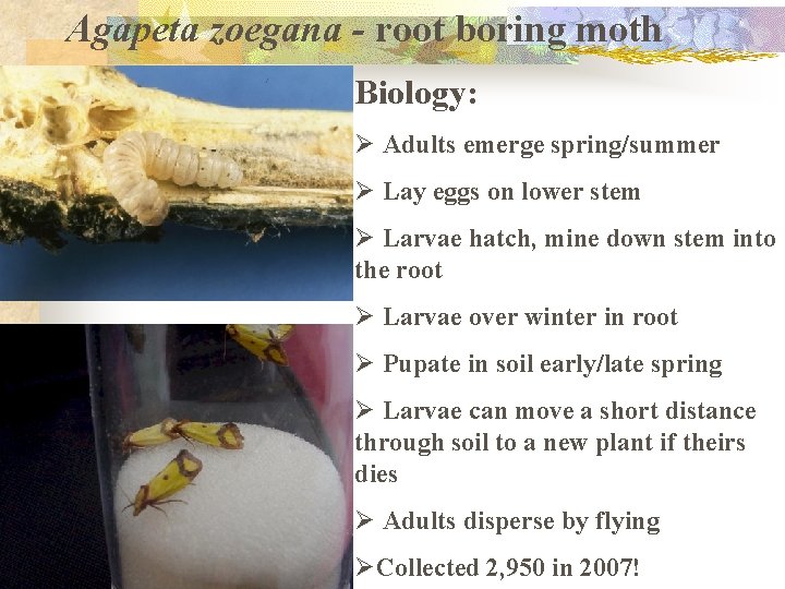 Agapeta zoegana - root boring moth Biology: Ø Adults emerge spring/summer Ø Lay eggs