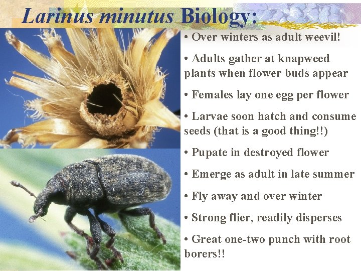 Larinus minutus Biology: • Over winters as adult weevil! • Adults gather at knapweed