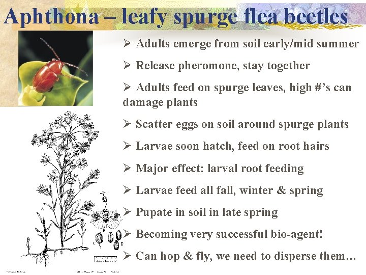 Aphthona – leafy spurge flea beetles Ø Adults emerge from soil early/mid summer Ø