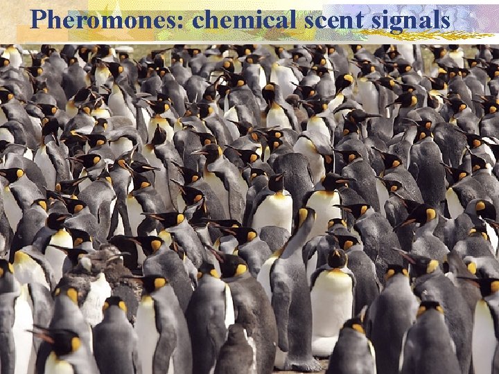 Pheromones: chemical scent signals 