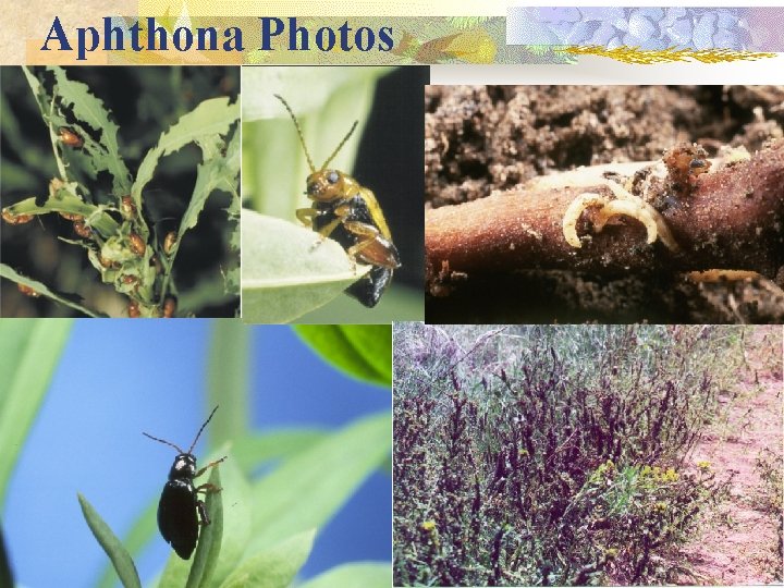 Aphthona Photos 