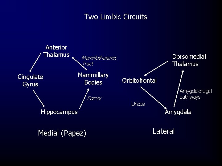 Two Limbic Circuits Anterior Thalamus Cingulate Gyrus Dorsomedial Thalamus Mamillothalamic Tract Mammillary Bodies Fornix