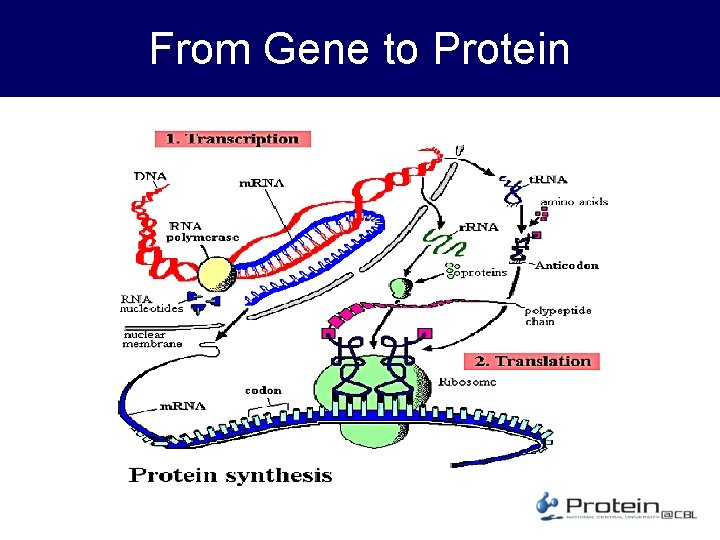 From Gene to Protein 