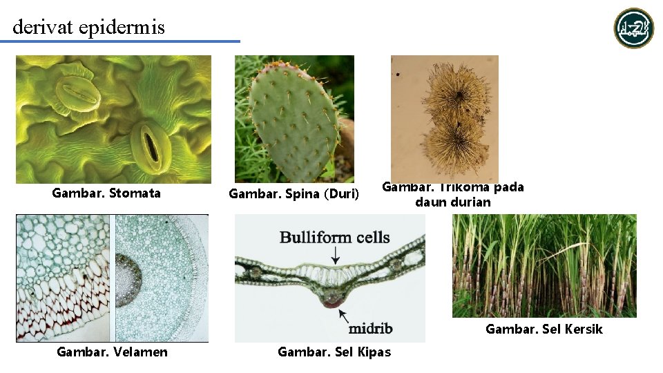 derivat epidermis Gambar. Stomata Gambar. Spina (Duri) Gambar. Trikoma pada daun durian Gambar. Sel