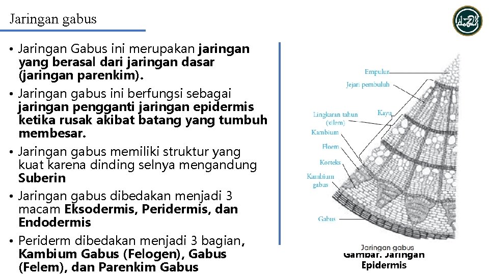 Jaringan gabus • Jaringan Gabus ini merupakan jaringan yang berasal dari jaringan dasar (jaringan