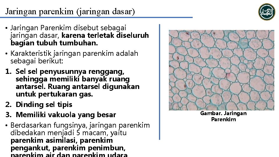 Jaringan parenkim (jaringan dasar) • Jaringan Parenkim disebut sebagai jaringan dasar, karena terletak diseluruh