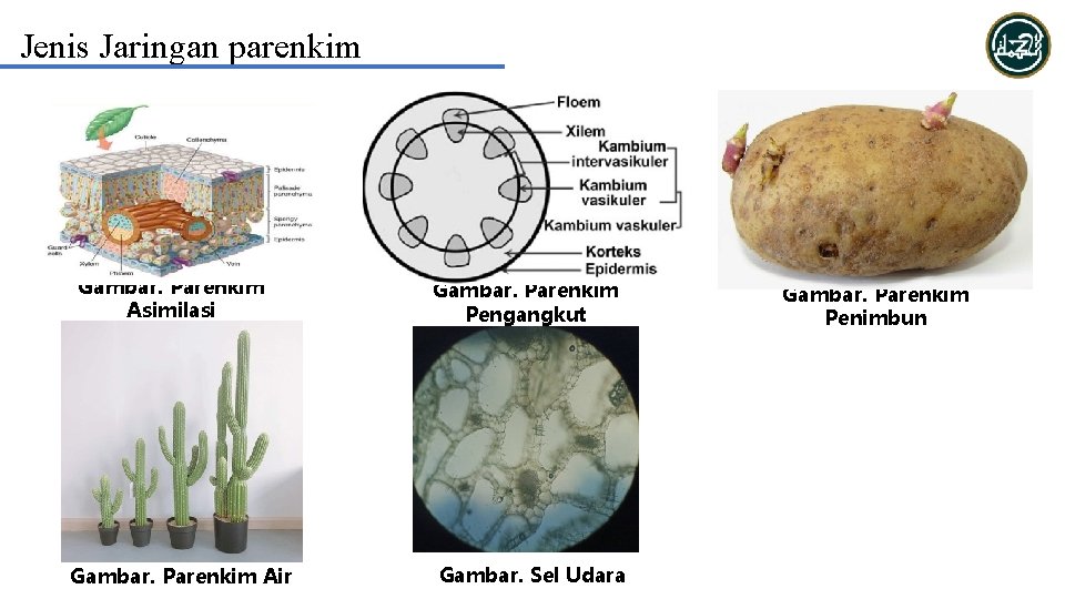 Jenis Jaringan parenkim Gambar. Parenkim Asimilasi Gambar. Parenkim Air Gambar. Parenkim Pengangkut Gambar. Sel