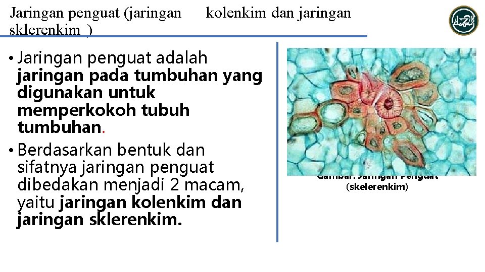 Jaringan penguat (jaringan sklerenkim ) kolenkim dan jaringan • Jaringan penguat adalah jaringan pada