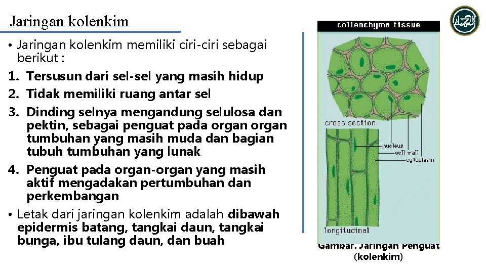 Jaringan kolenkim • Jaringan kolenkim memiliki ciri-ciri sebagai berikut : 1. Tersusun dari sel-sel