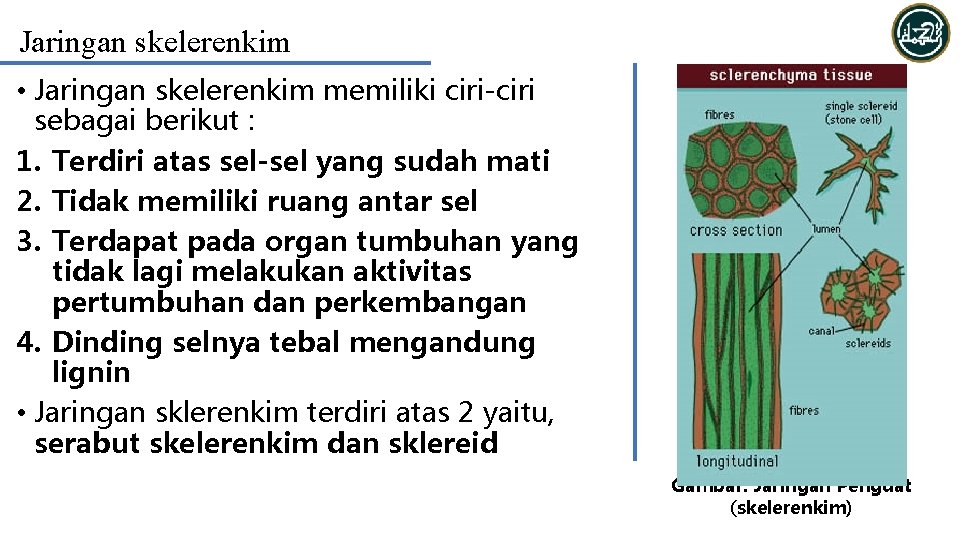 Jaringan skelerenkim • Jaringan skelerenkim memiliki ciri-ciri sebagai berikut : 1. Terdiri atas sel-sel