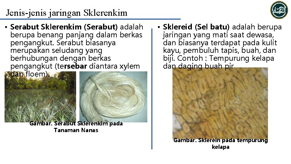 Jenis-jenis jaringan Sklerenkim • Serabut Sklerenkim (Serabut) adalah berupa benang panjang dalam berkas pengangkut.