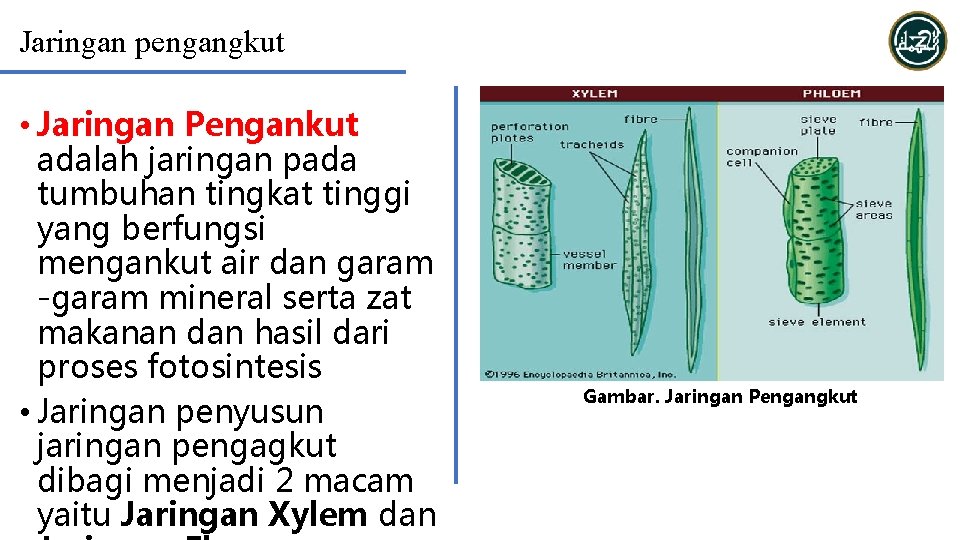 Jaringan pengangkut • Jaringan Pengankut adalah jaringan pada tumbuhan tingkat tinggi yang berfungsi mengankut