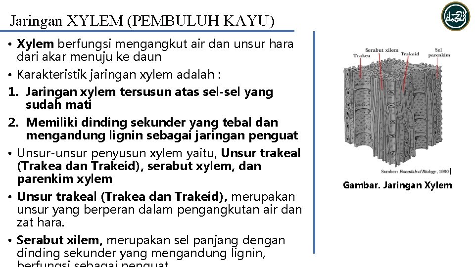 Jaringan XYLEM (PEMBULUH KAYU) • Xylem berfungsi mengangkut air dan unsur hara dari akar