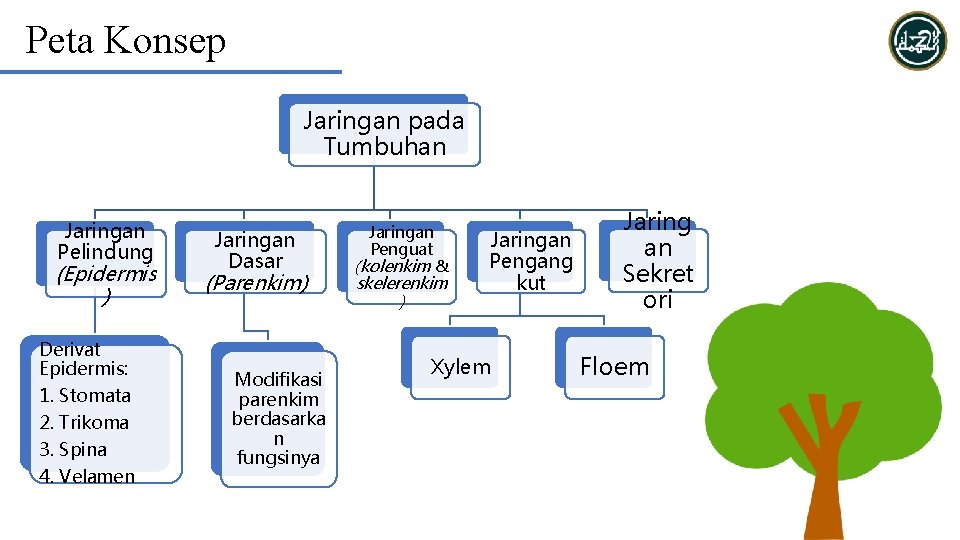 Peta Konsep Jaringan pada Tumbuhan Jaringan Pelindung (Epidermis ) Derivat Epidermis: 1. Stomata 2.