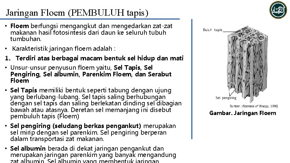 Jaringan Floem (PEMBULUH tapis) • Floem berfungsi mengangkut dan mengedarkan zat-zat makanan hasil fotosintesis