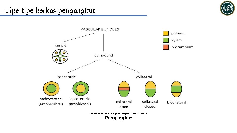 Tipe-tipe berkas pengangkut Gambar. Tipe-tipe Berkas Pengangkut 