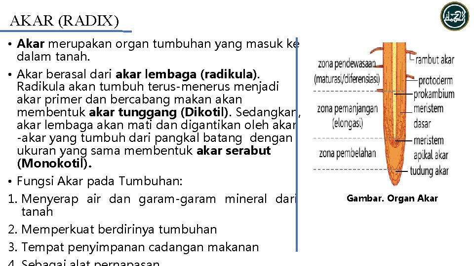 AKAR (RADIX) • Akar merupakan organ tumbuhan yang masuk ke dalam tanah. • Akar
