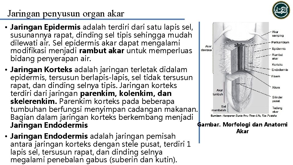 Jaringan penyusun organ akar • Jaringan Epidermis adalah terdiri dari satu lapis sel, susunannya